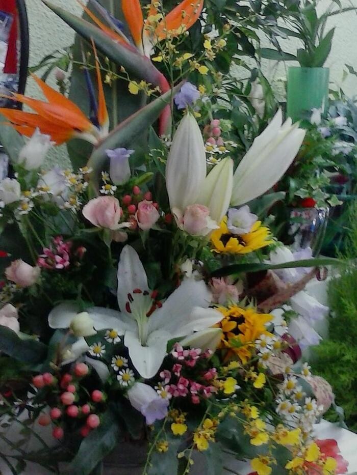 Images Artemisa Flores