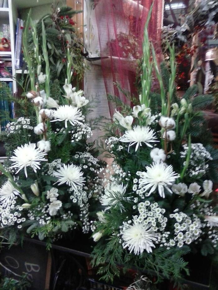 Images Artemisa Flores