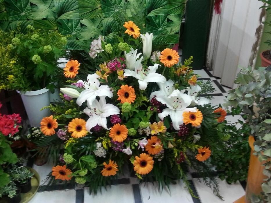 Images Artemisa Flores