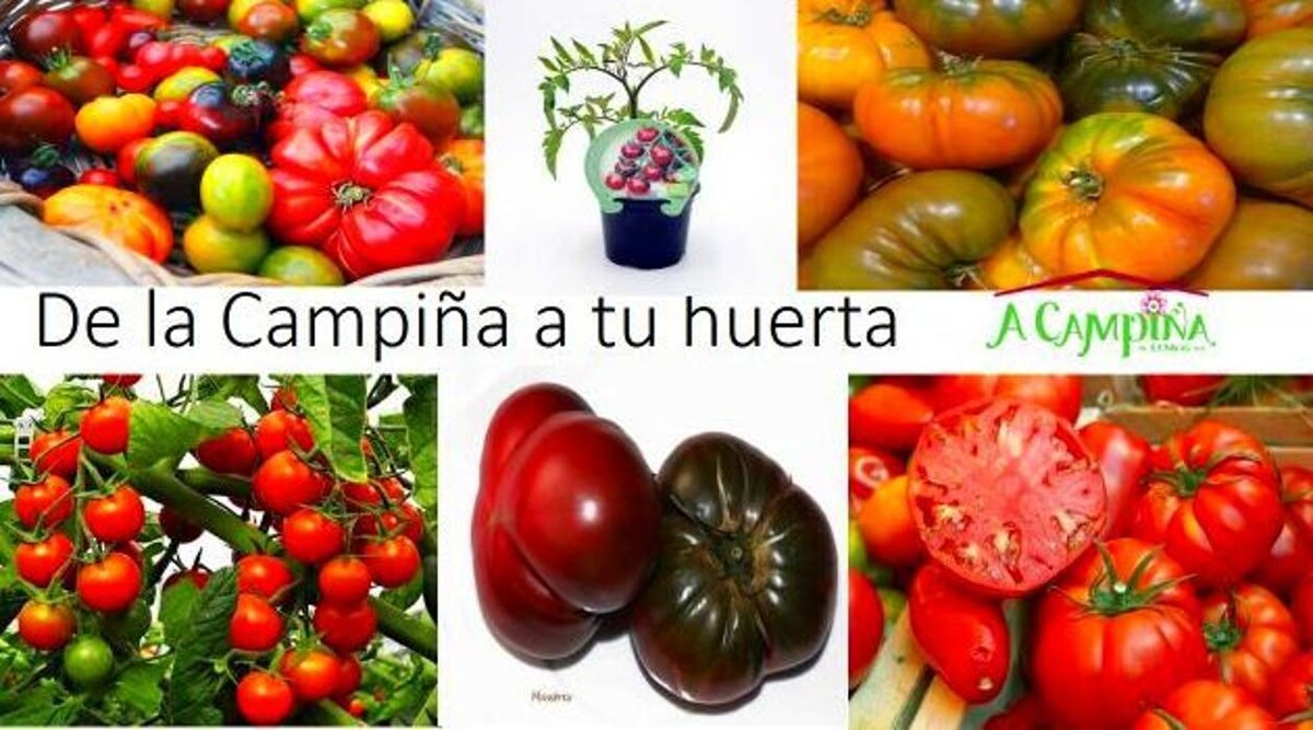 Images A Campiña de Lemos