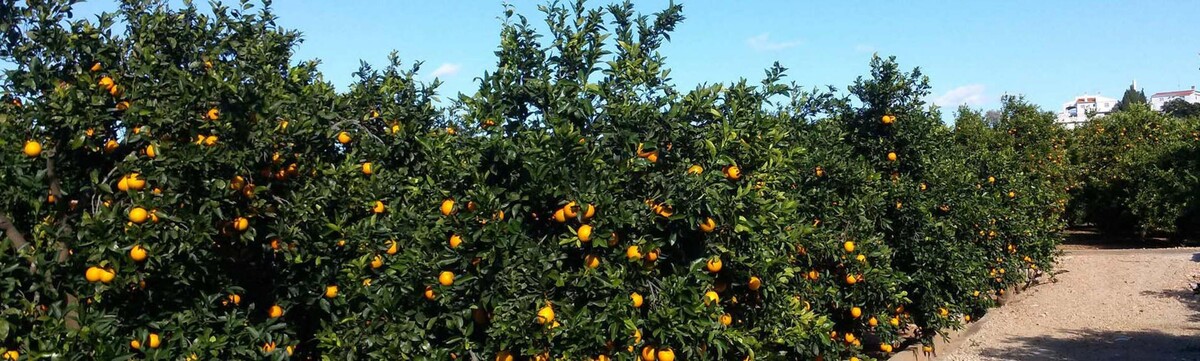 Images Naranjas Julián