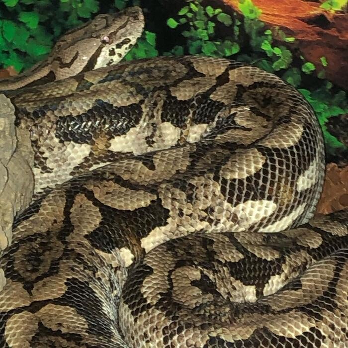 Images Reptil Parc