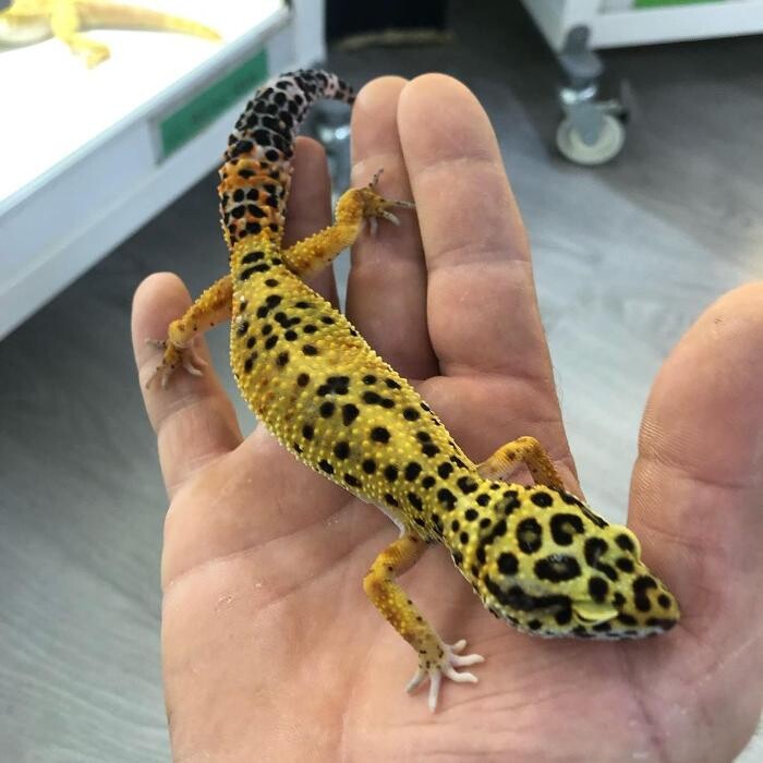 Images Reptil Parc
