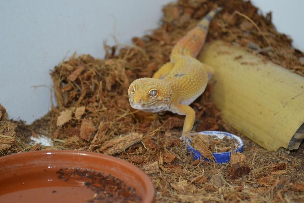 Images Reptil Parc