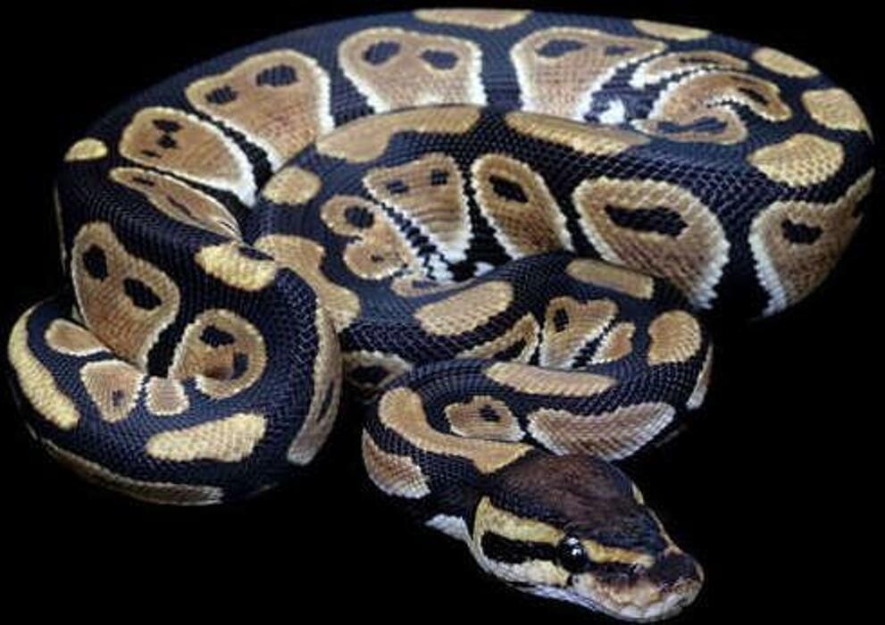Images Reptil Parc