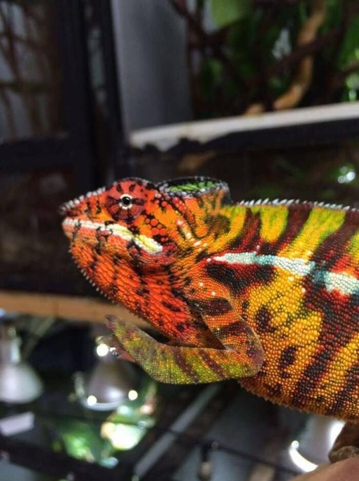Images Reptil Parc