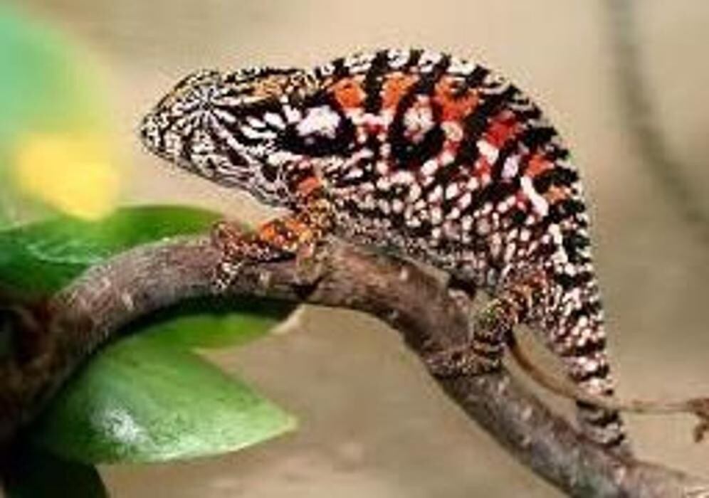 Images Reptil Parc