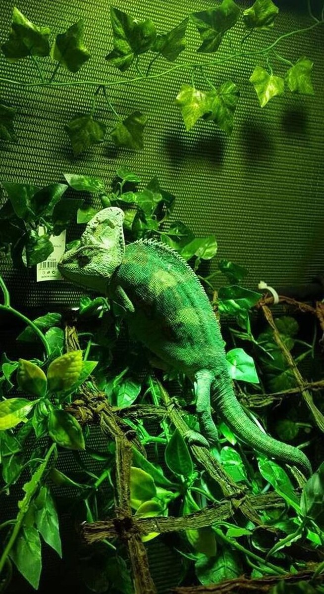 Images Reptil Parc