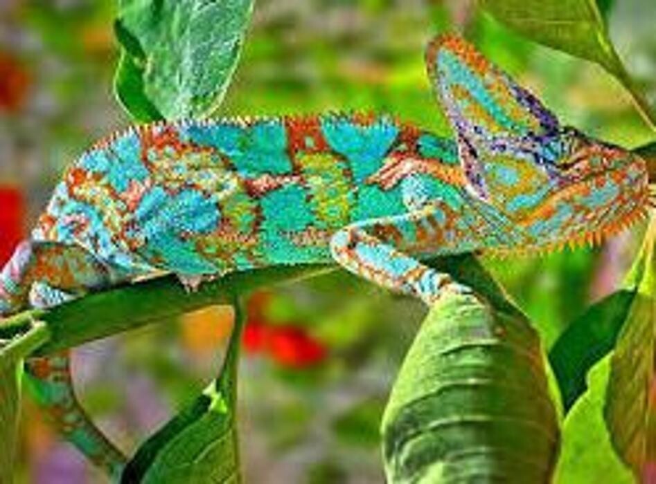 Images Reptil Parc