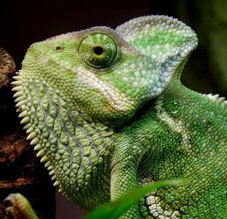 Images Reptil Parc