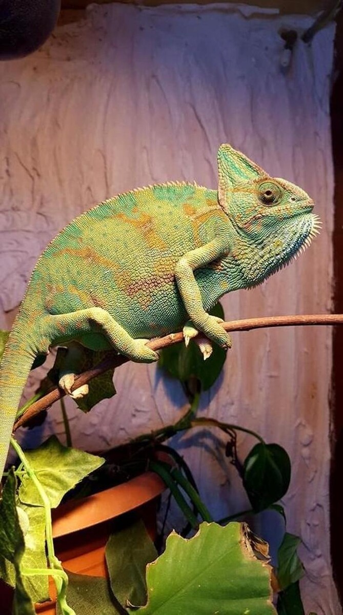 Images Reptil Parc