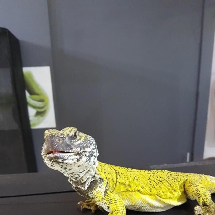 Images Reptil Parc