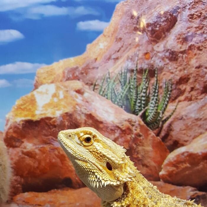 Images Reptil Parc