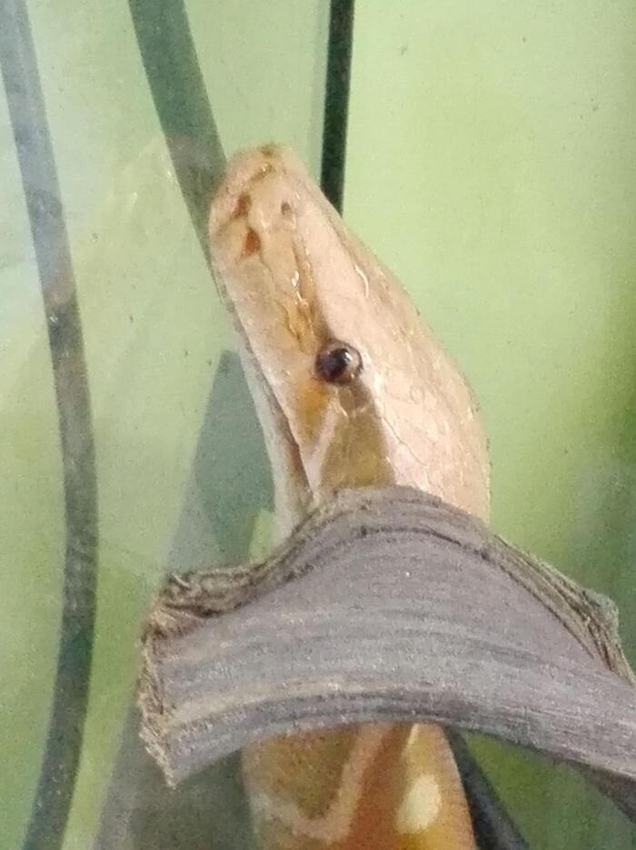 Images Reptil Parc