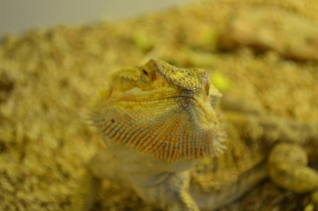 Images Reptil Parc