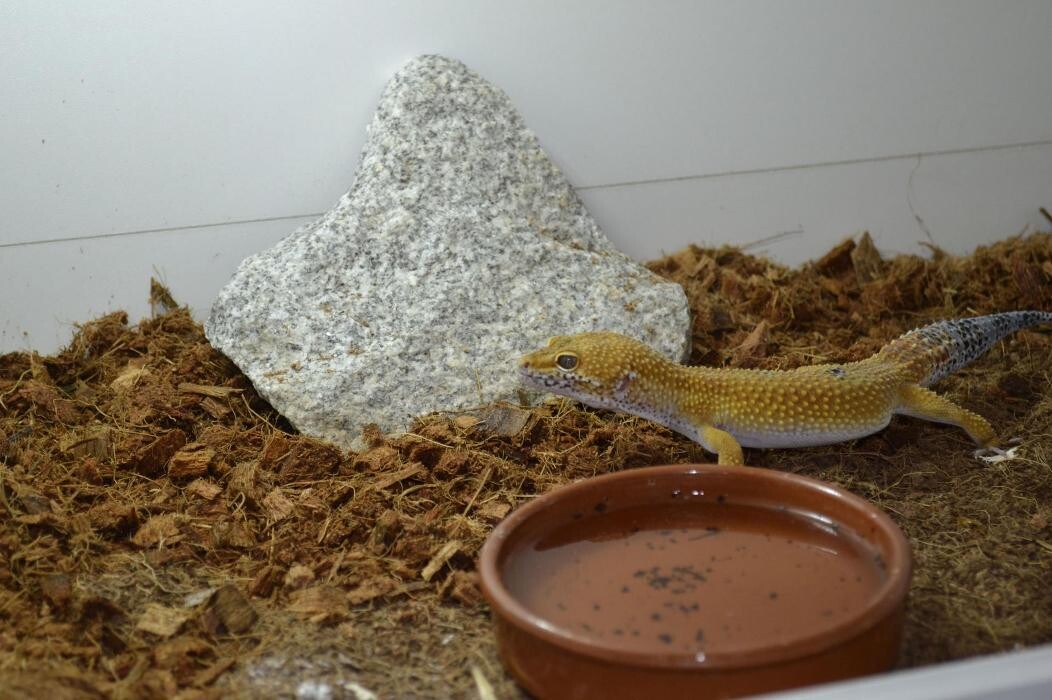 Images Reptil Parc