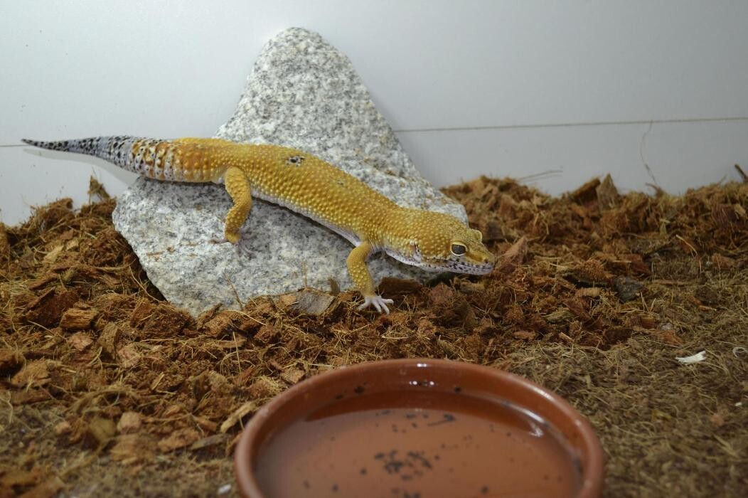 Images Reptil Parc