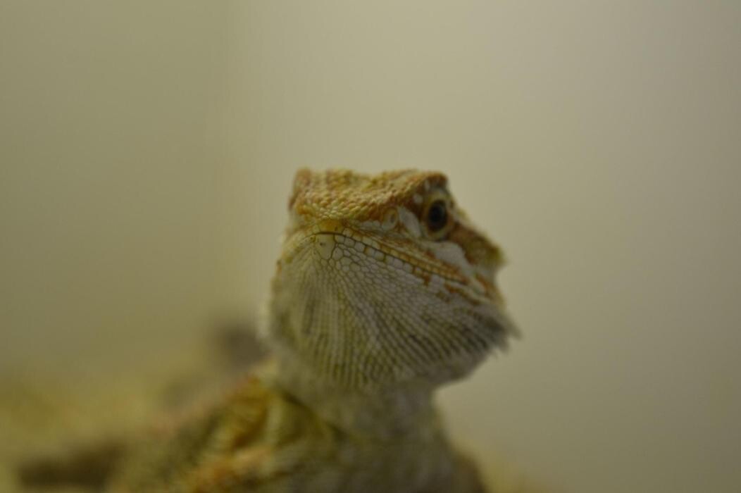 Images Reptil Parc