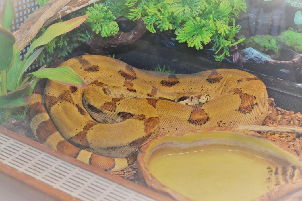 Images Reptil Parc