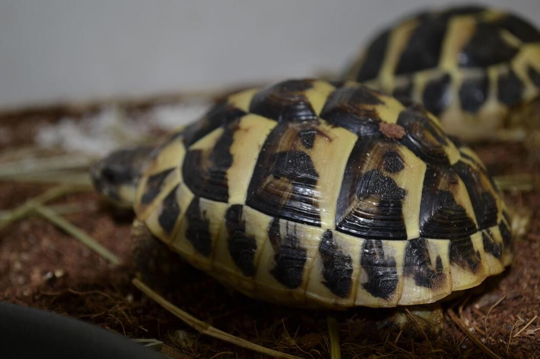 Images Reptil Parc