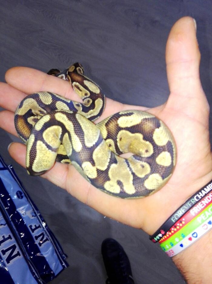 Images Reptil Parc