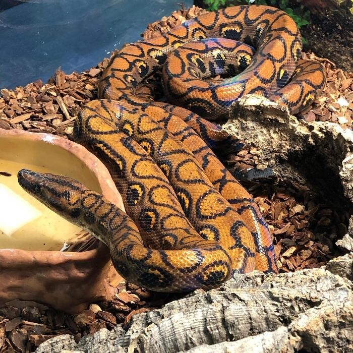 Images Reptil Parc