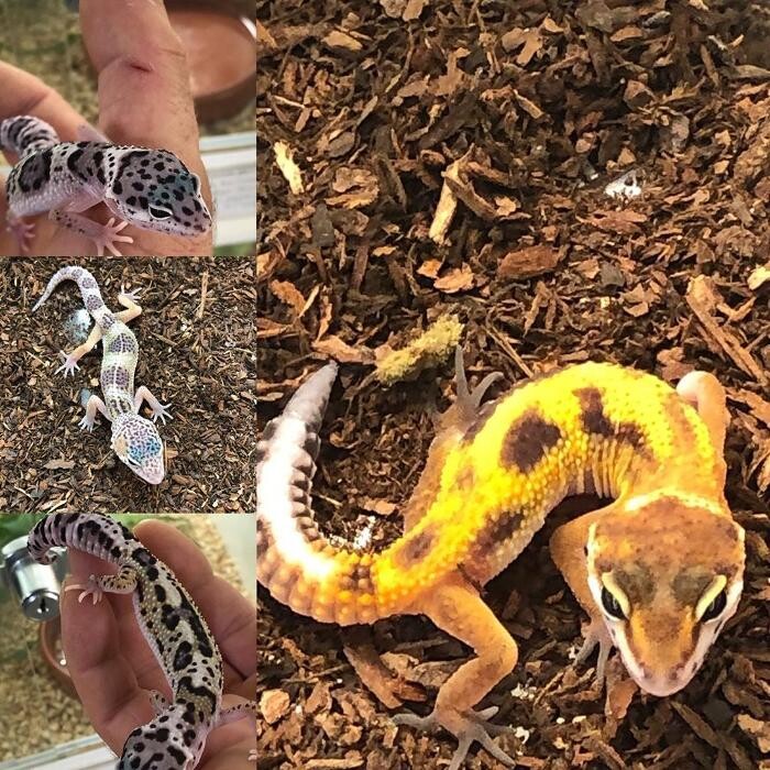 Images Reptil Parc