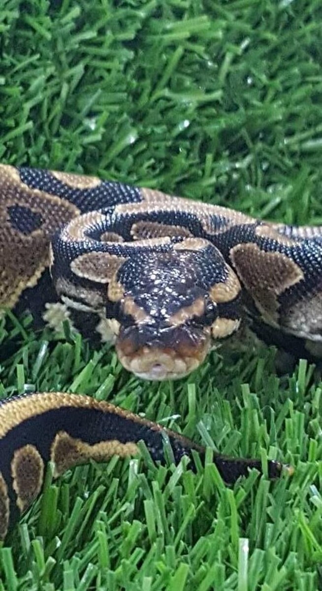 Images Reptil Parc