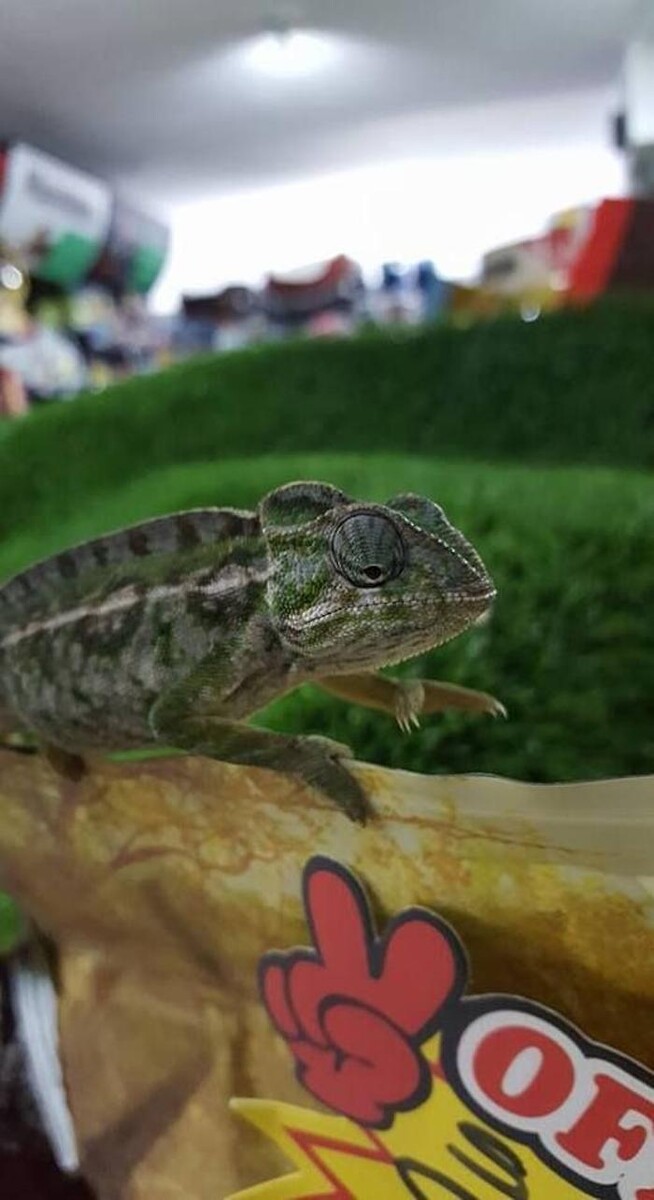 Images Reptil Parc