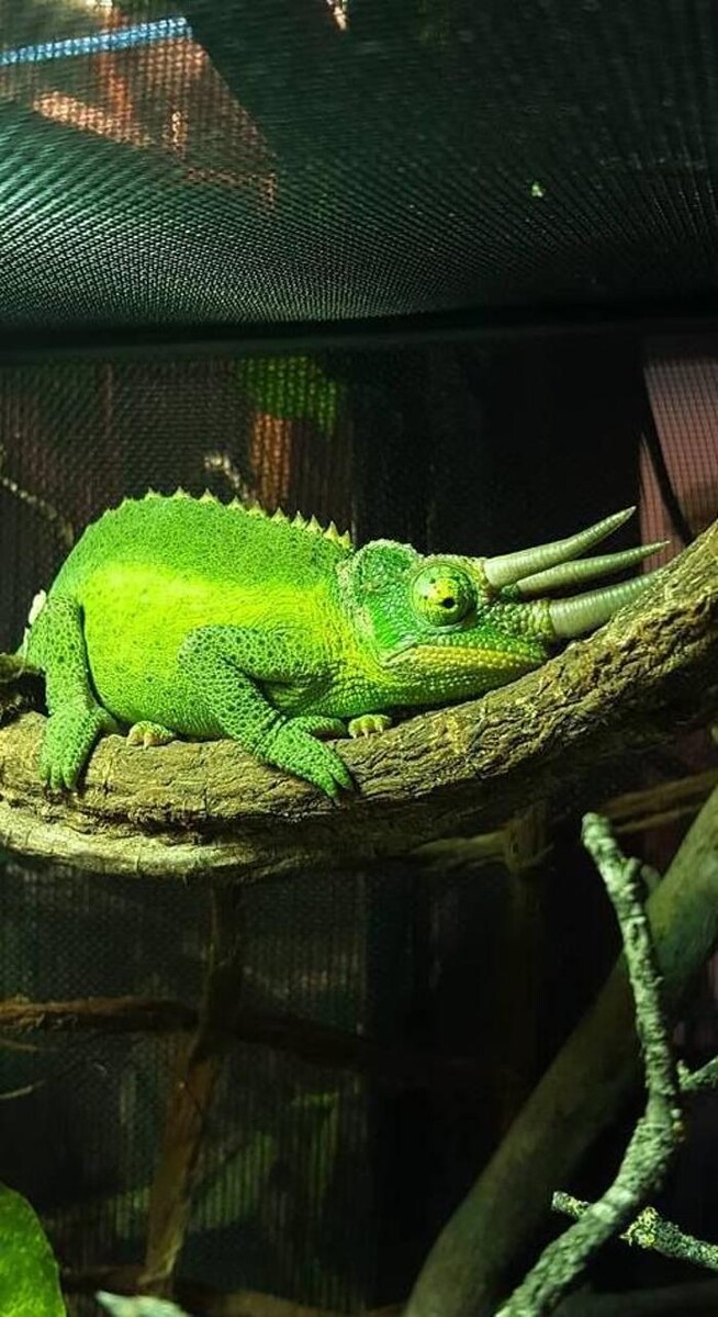 Images Reptil Parc