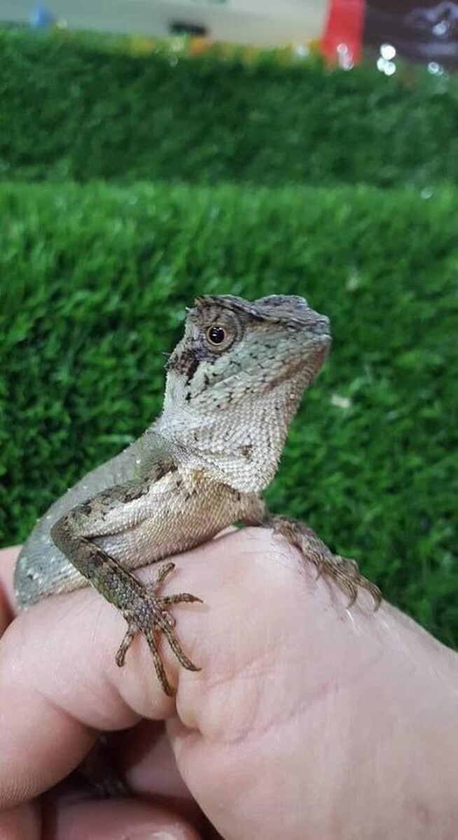 Images Reptil Parc
