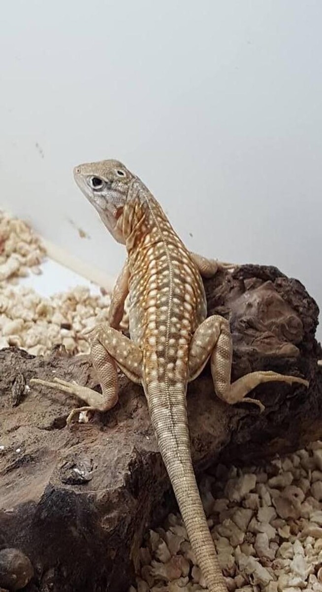 Images Reptil Parc