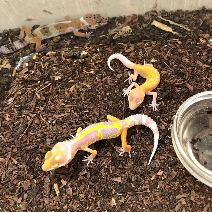 Images Reptil Parc