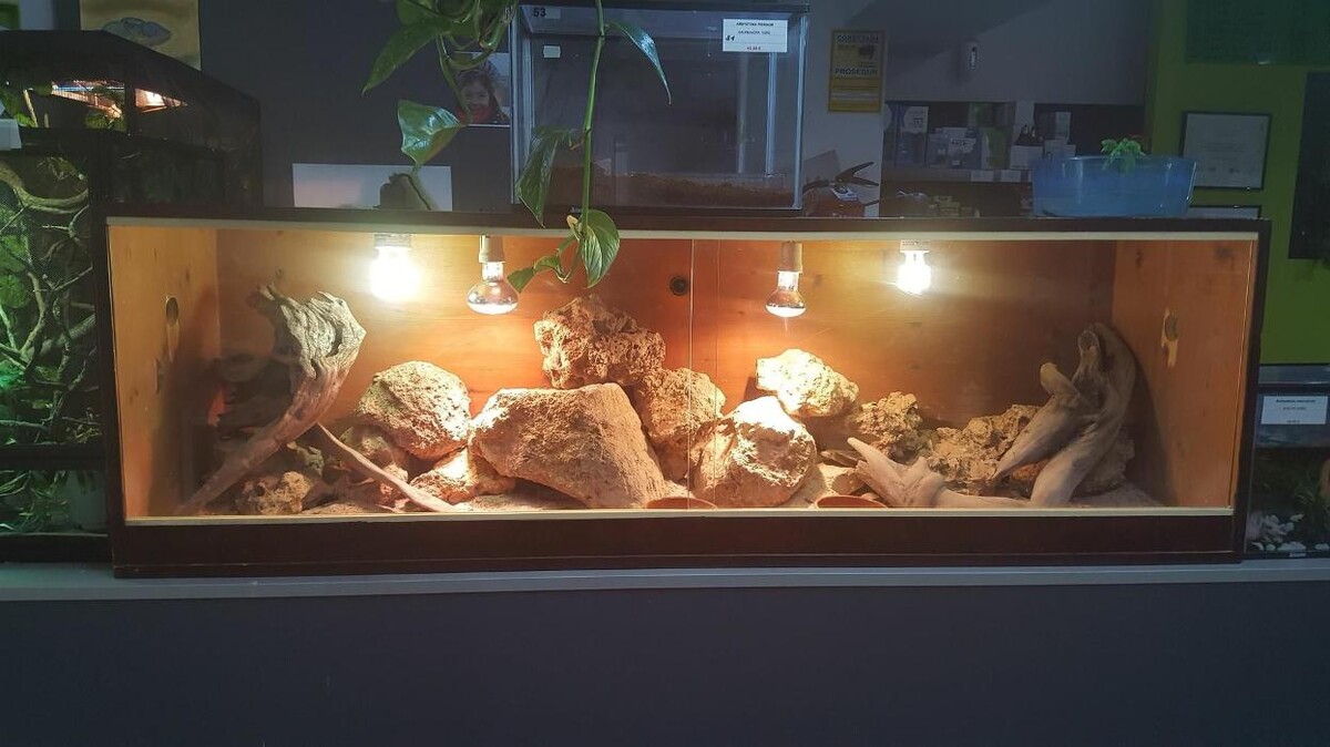 Images Reptil Parc