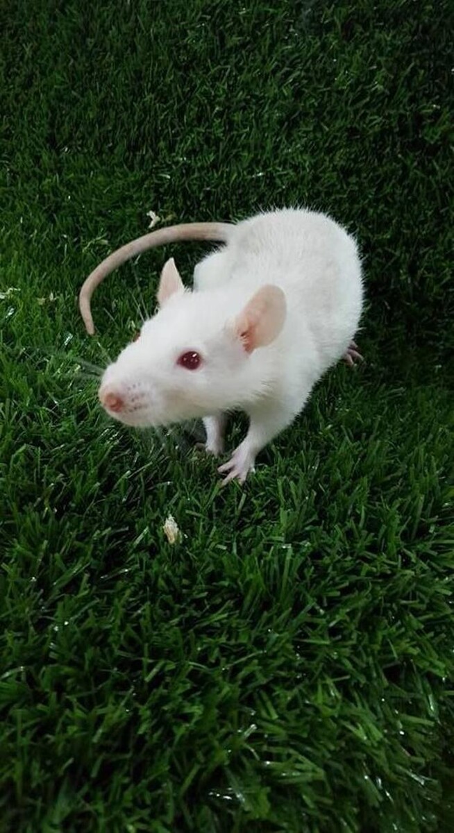 Images Reptil Parc