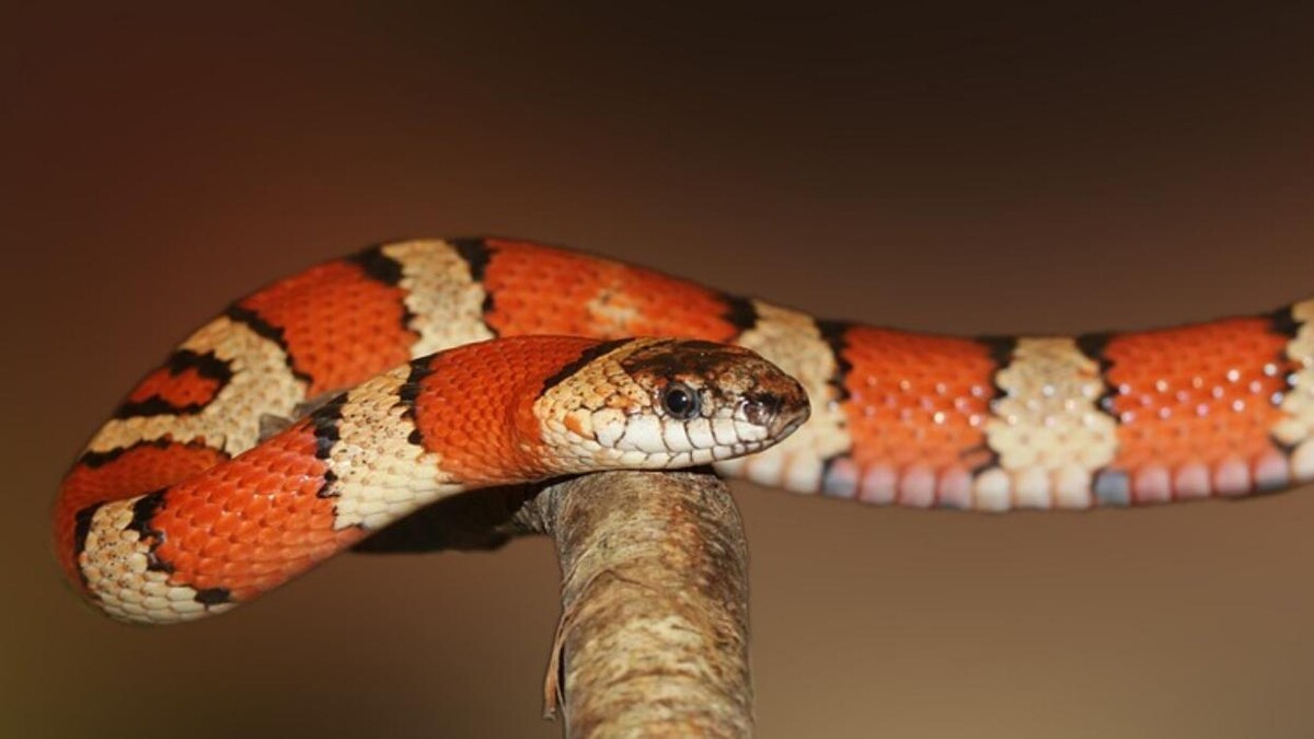 Images Reptil Parc