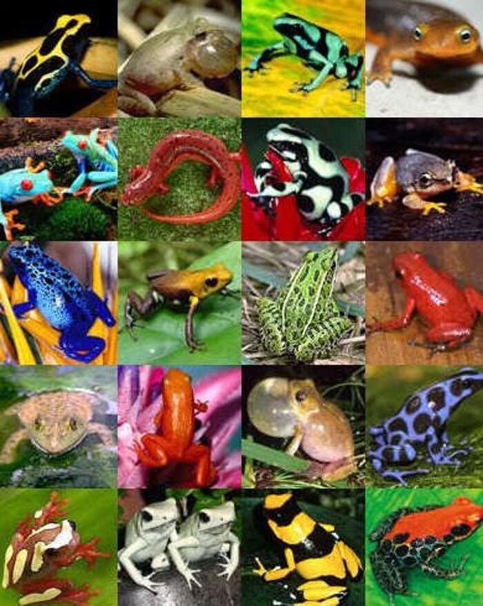 Images Reptil Parc
