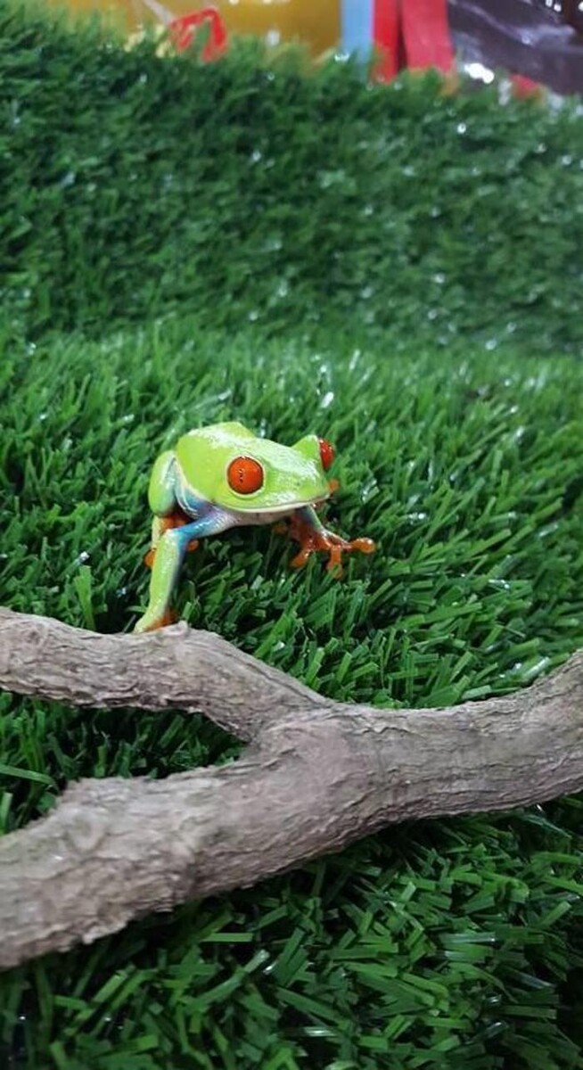 Images Reptil Parc