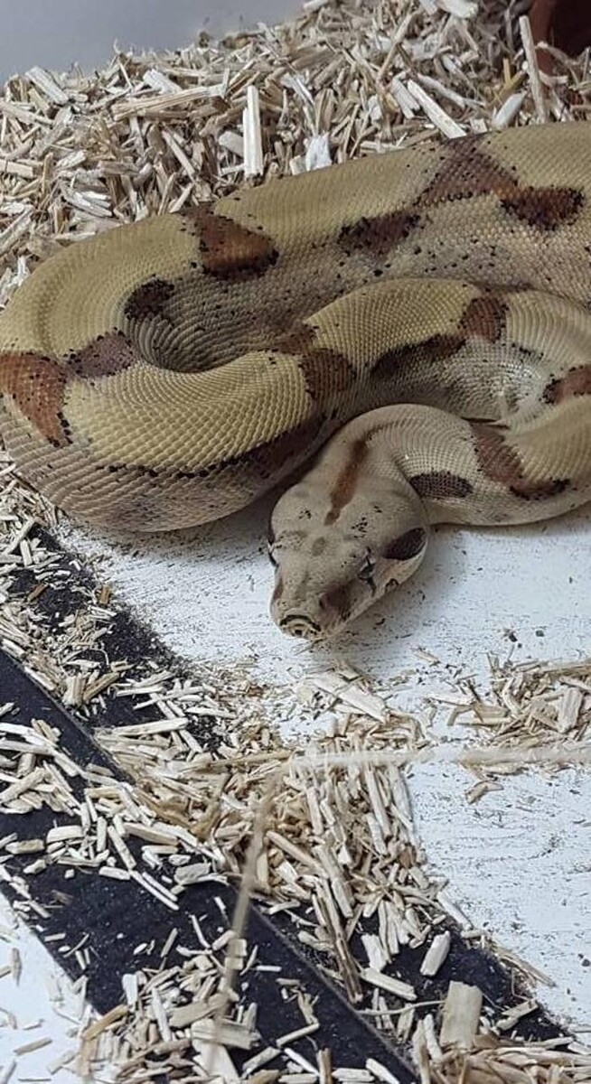 Images Reptil Parc