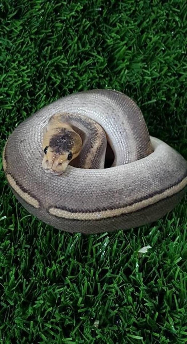 Images Reptil Parc