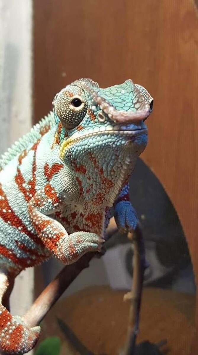 Images Reptil Parc
