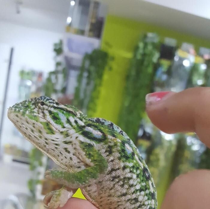 Images Reptil Parc