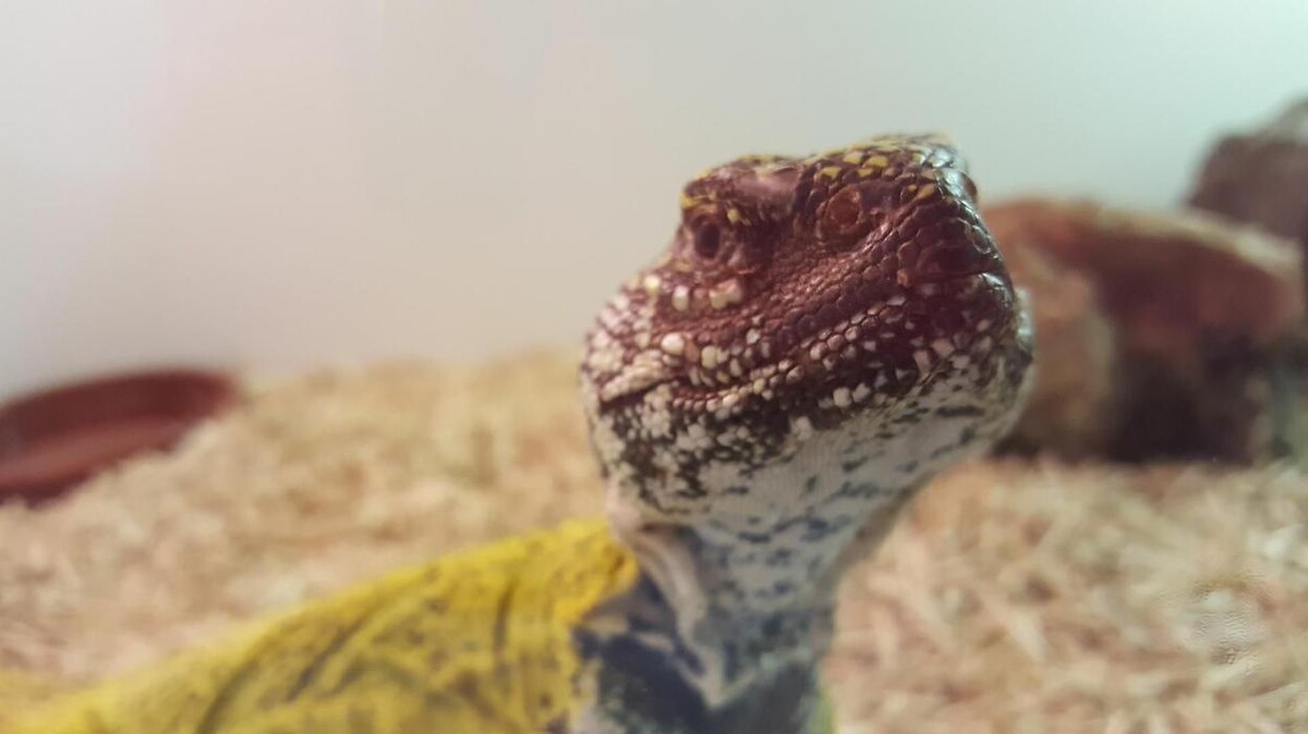 Images Reptil Parc