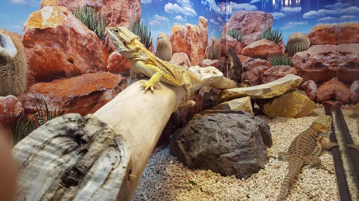 Images Reptil Parc