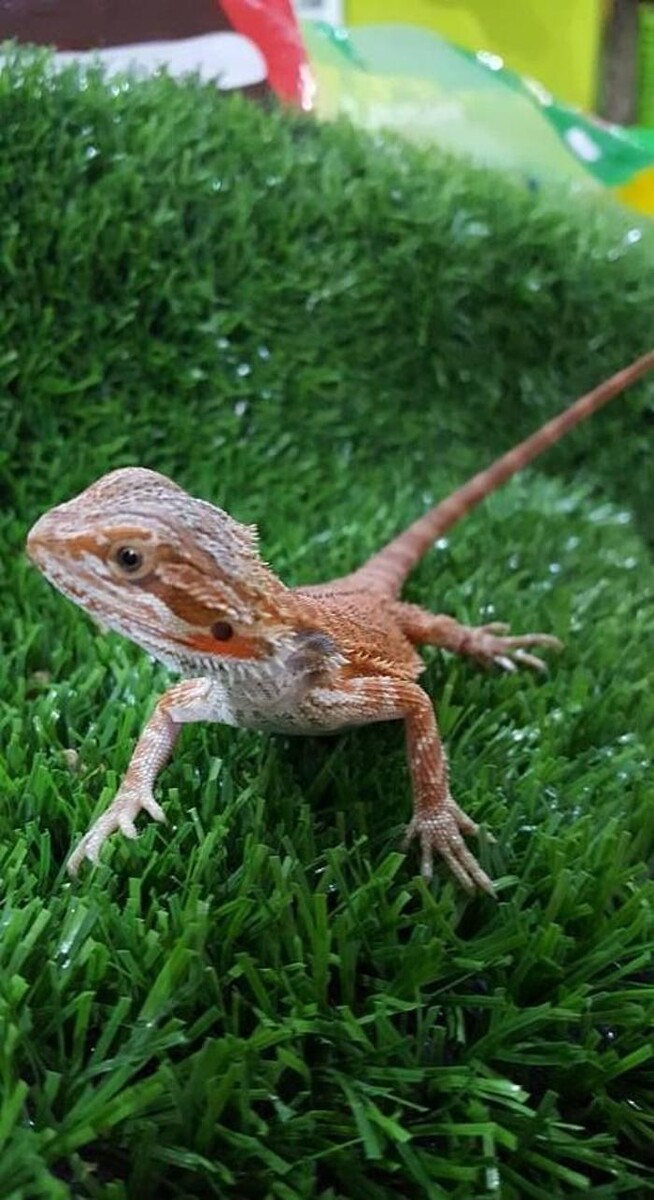 Images Reptil Parc