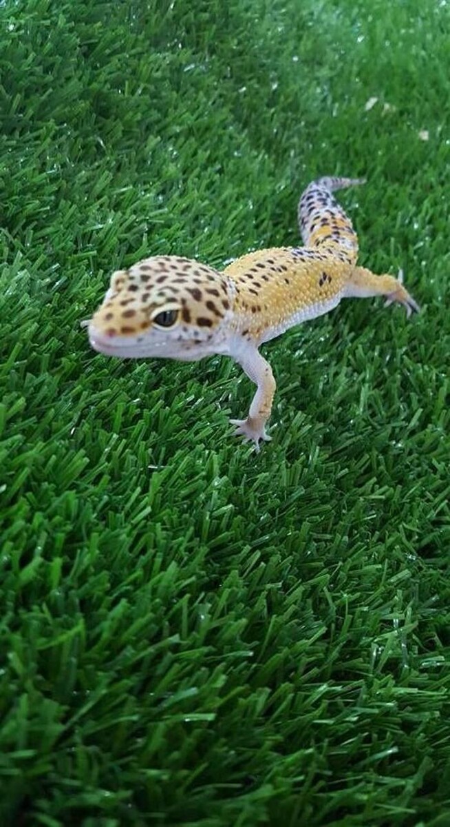 Images Reptil Parc