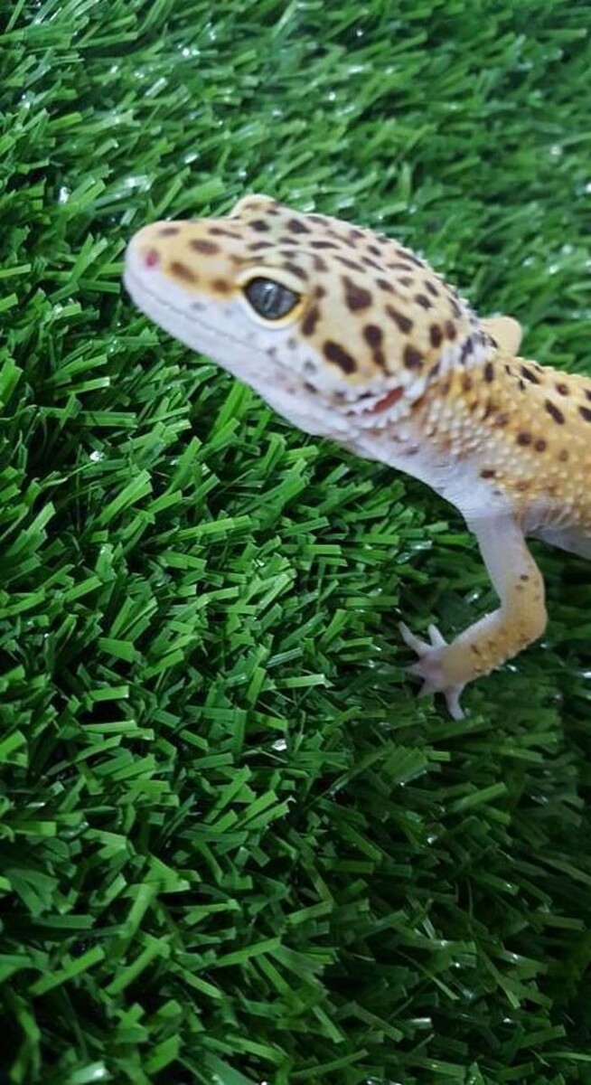 Images Reptil Parc