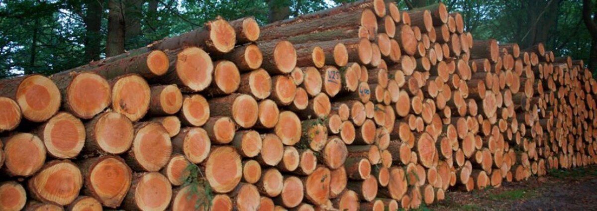 Images Explotaciones Forestales Lagarcia