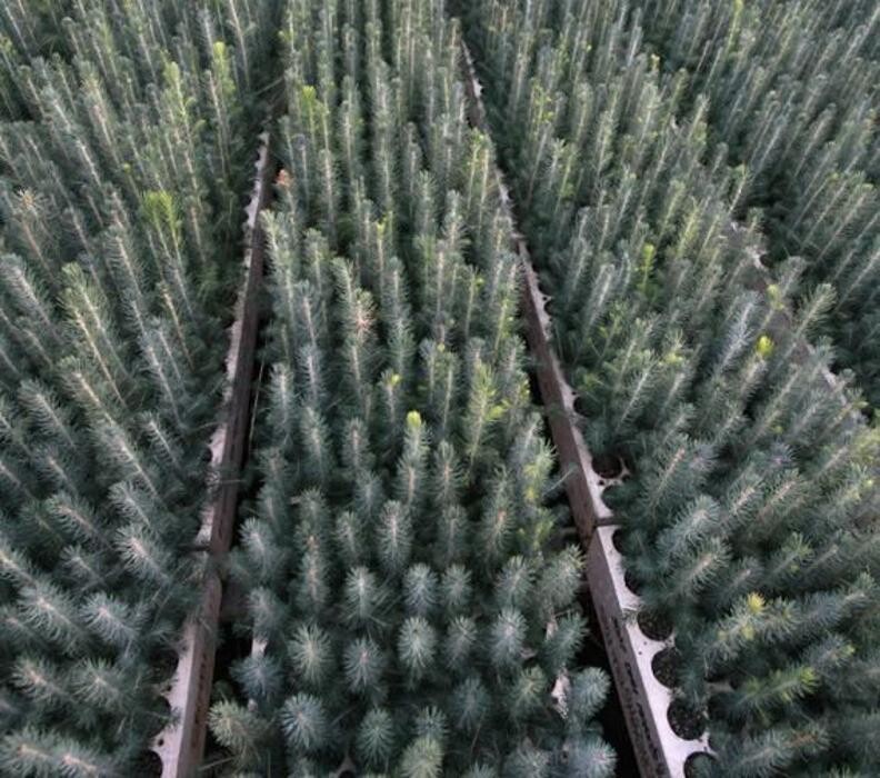 Images Explotaciones Forestales Lagarcia