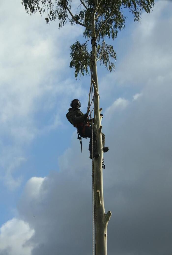 Images Explotaciones Forestales Lagarcia